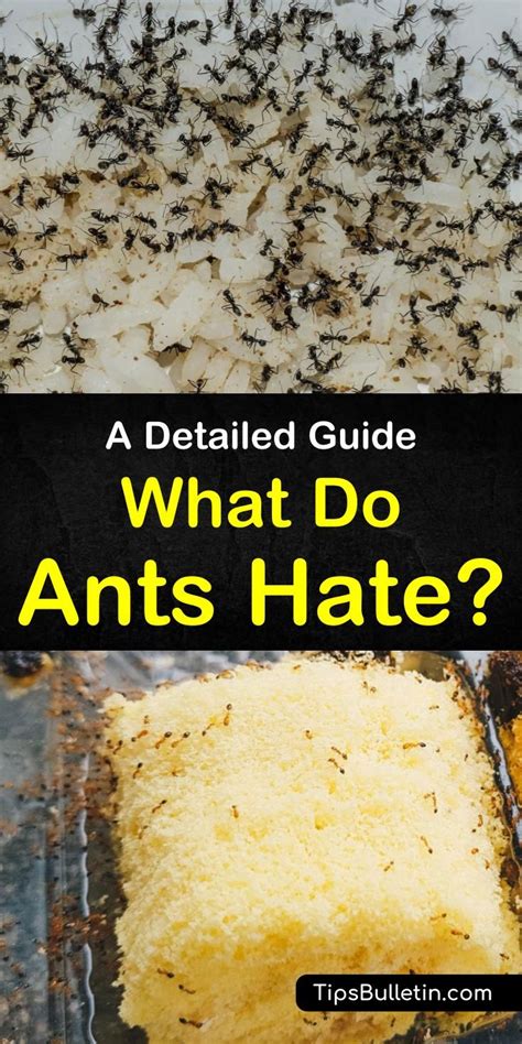 What smells do ants hate?