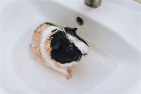 What smells do guinea pigs hate?