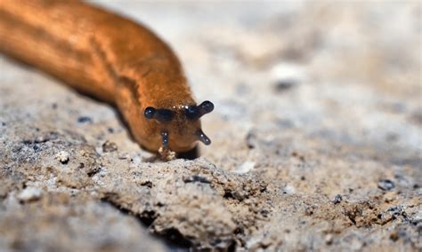 What smells do slugs hate?