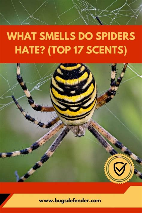 What smells do spiders hate?