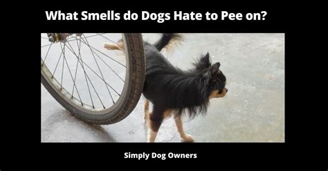 What smells dogs hate to stop peeing?