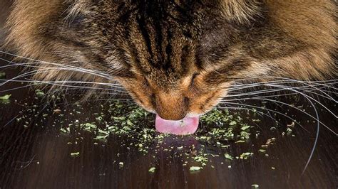 What smells drive cats crazy?