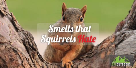 What smells irritate squirrels?