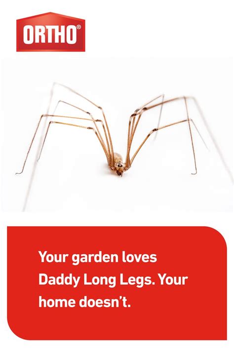 What smells keep daddy long legs away?