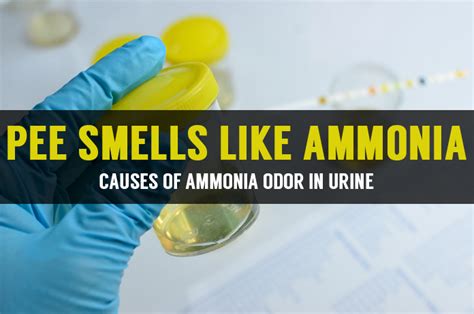What smells like ammonia in the house?