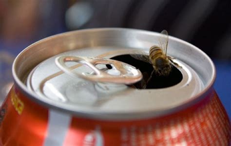 What soda attracts bees?