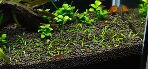 What soil is best for aquarium plants?