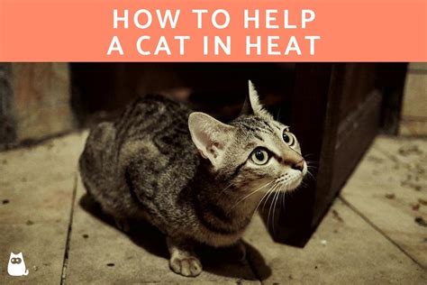 What soothes a cat in heat?