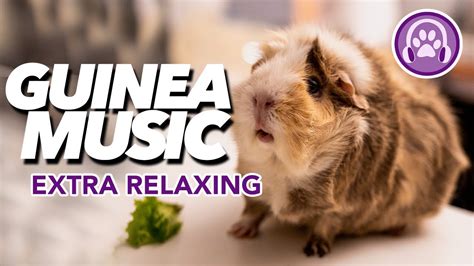 What soothes guinea pigs?