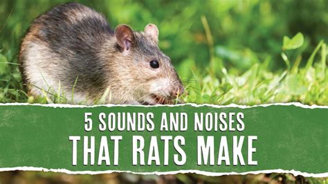 What sound attracts rats?