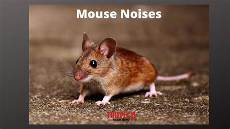 What sound does a mouse make when its scared?
