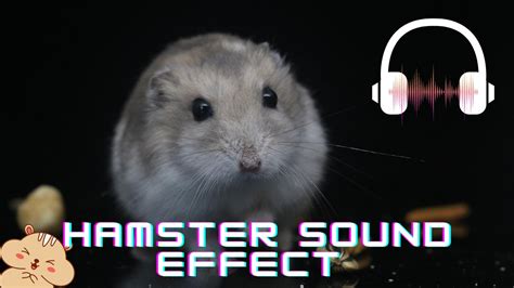 What sound does a stressed hamster make?