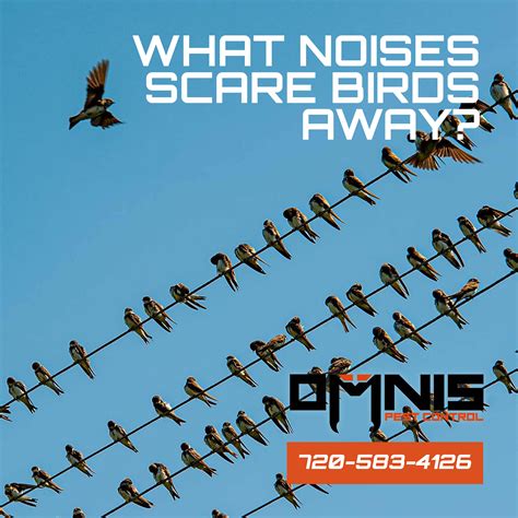 What sound scares birds the most?