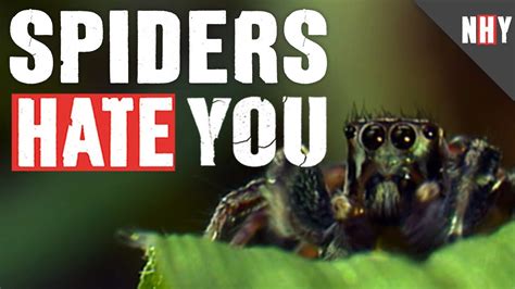What sounds do spiders hate?