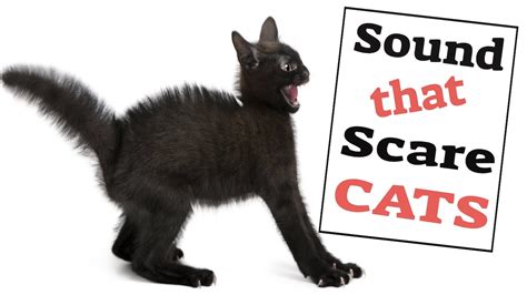 What sounds scare cats the most?