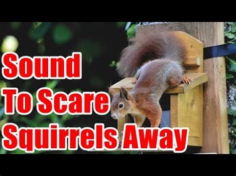 What sounds will drive squirrels away?
