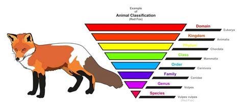 What species has 2 animals left?