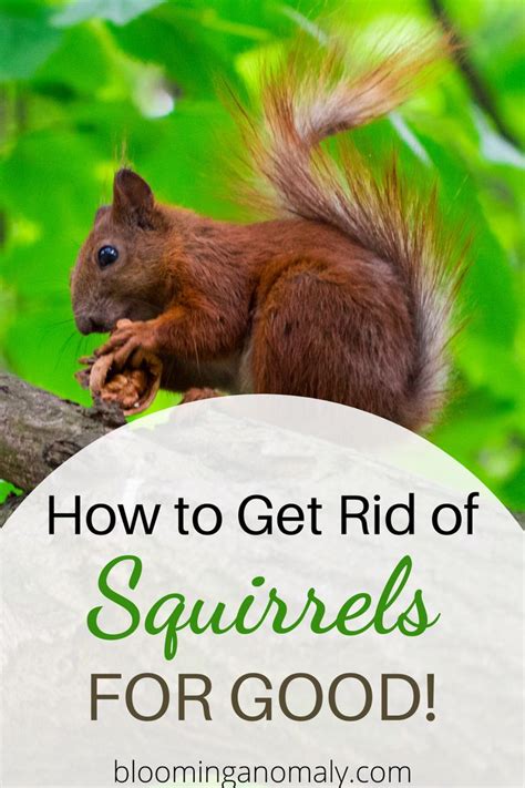 What spice gets rid of squirrels?