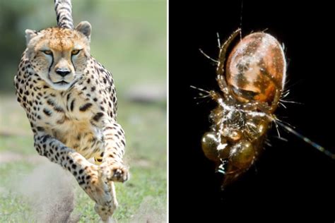 What spider is faster than a cheetah?