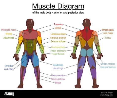 What sport has the most muscle?