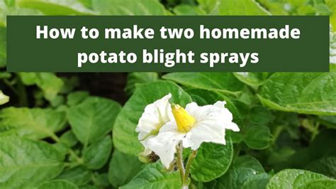 What sprays are used for potatoes?