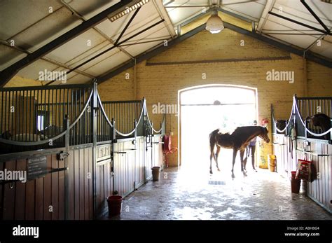 What stables have Arabians?