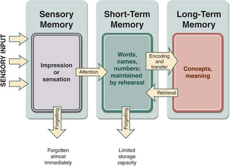 What stage is working memory?