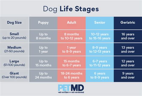 What stage of life is a 10 year old dog?