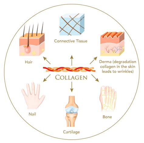 What stimulates collagen the most?