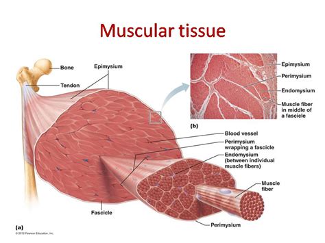 What stimulates muscle tissue?