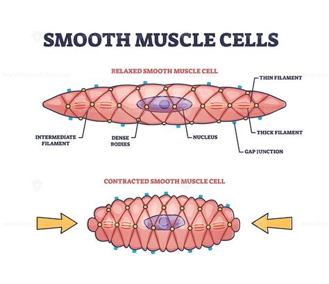 What stimulates smooth muscle cell growth?