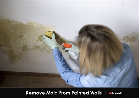 What stops black mold from growing?
