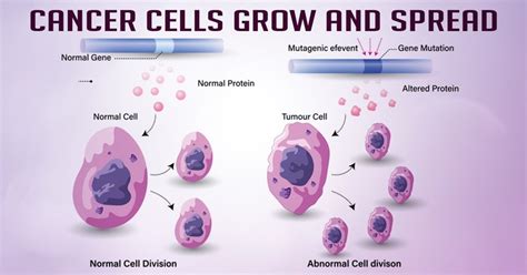 What stops cancer cells from growing?