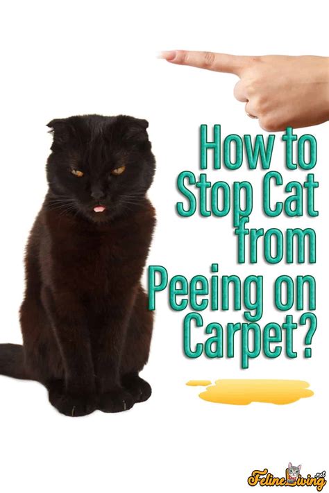 What stops cats from peeing on things?