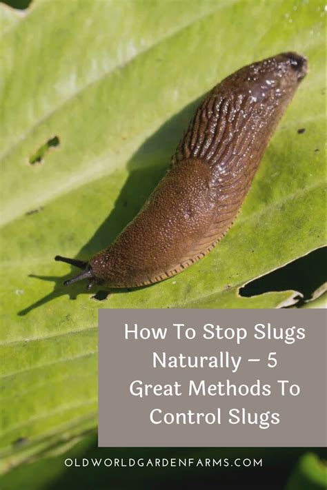 What stops slugs naturally?