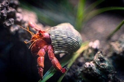 What stresses out hermit crabs?