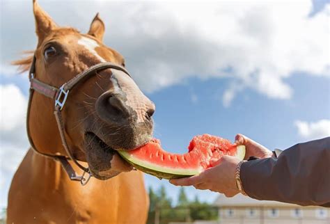 What sweets do horses like?