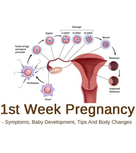 What symptoms do you have at 1 week pregnant?