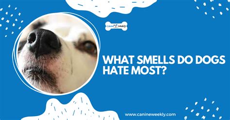 What taste do dogs hate the most?