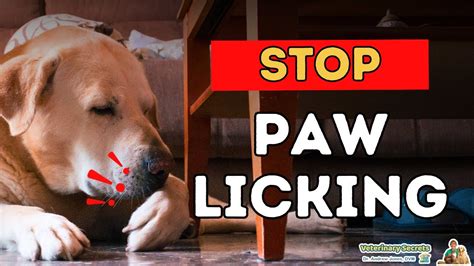 What taste do dogs hate to stop licking?