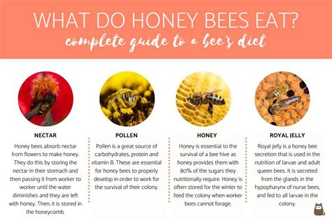 What temp do honey bees like?