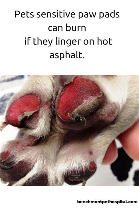 What temperature burns dogs paws?