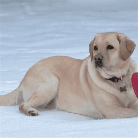 What temperature can Labradors tolerate?