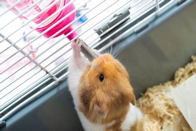 What temperature can hamsters tolerate?