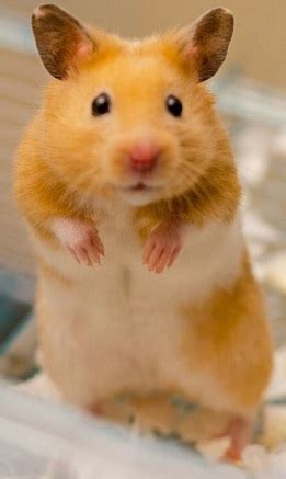 What temperature do Syrian hamsters like?