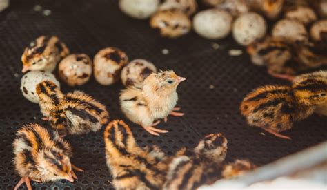 What temperature is quail safe to eat?