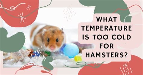 What temperature is too cold for hamster?