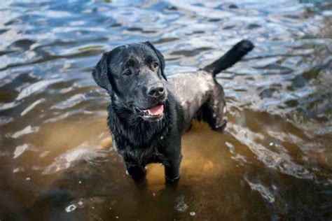 What temperature is too hot for a Labrador in Celsius?