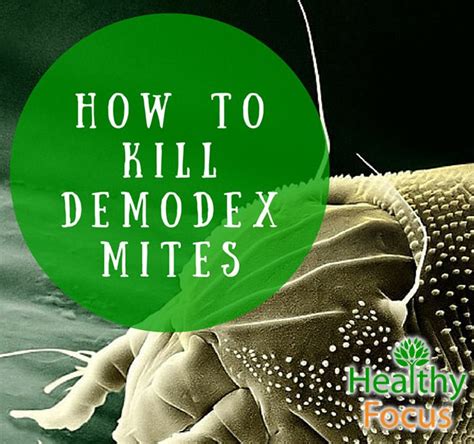 What temperature kills Demodex mites?