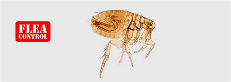What temperature kills fleas?